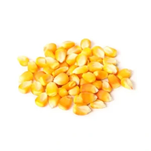 CANJICA AMARELA